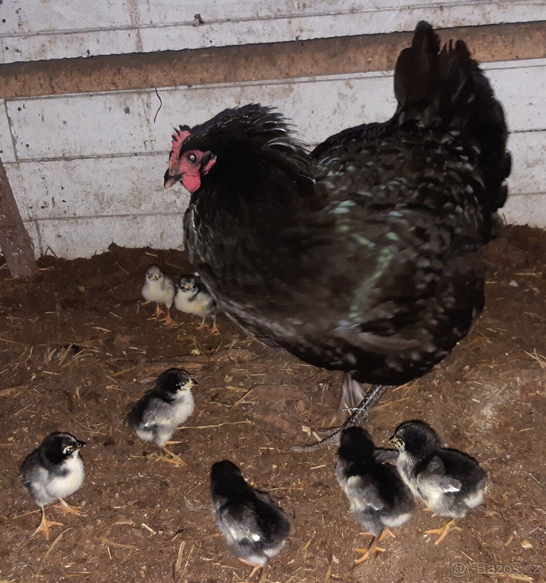 Násadová vejce Zerzejsky obr, yersey gigant - 9