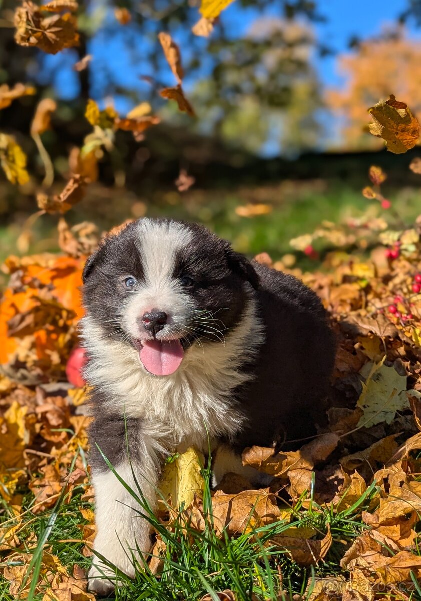 Australský ovčák, štěňata s PP FCI - 9