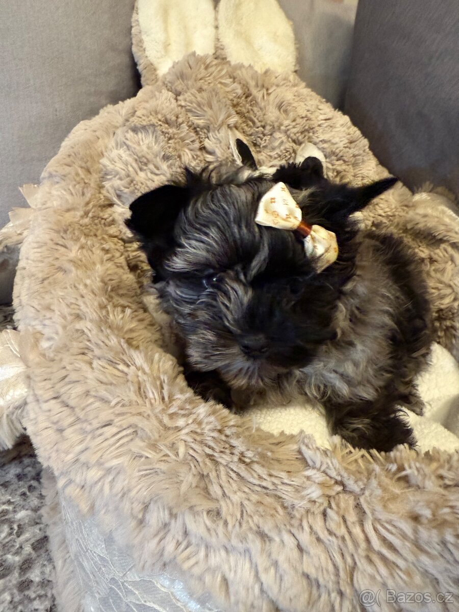 Jorkširský teriér pejsek s PP - 9