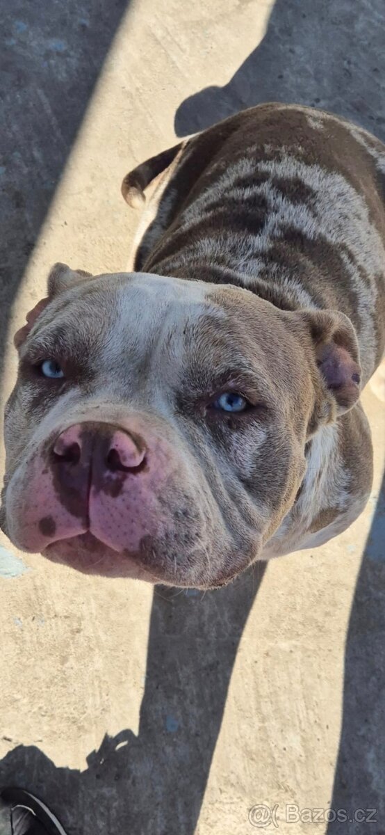 American Bully štěňátka - 9