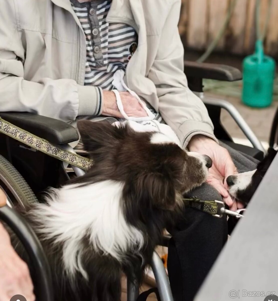 Border kolie s PP štěňata - 9