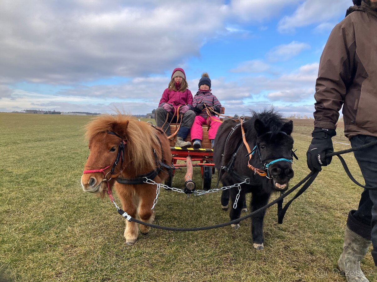Minihorse kobylka a valach - 9