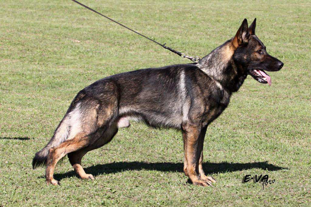 Německý ovčák - 9