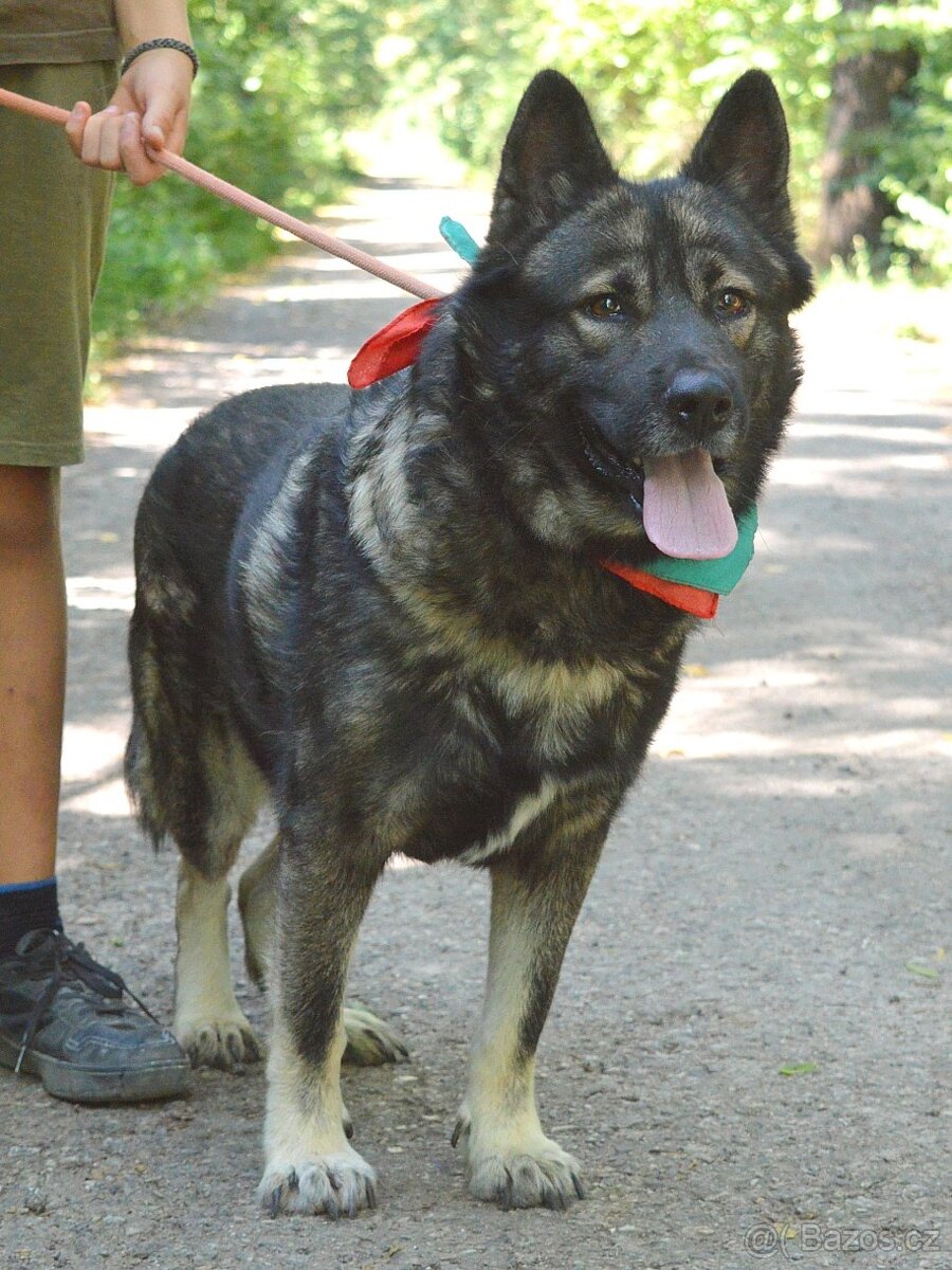 🐾 SIMBAD – energický hrdina s velkým srdcem - 9