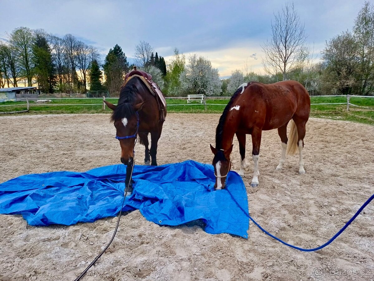 Klisna / Klusák / 7let / Prodej - 9