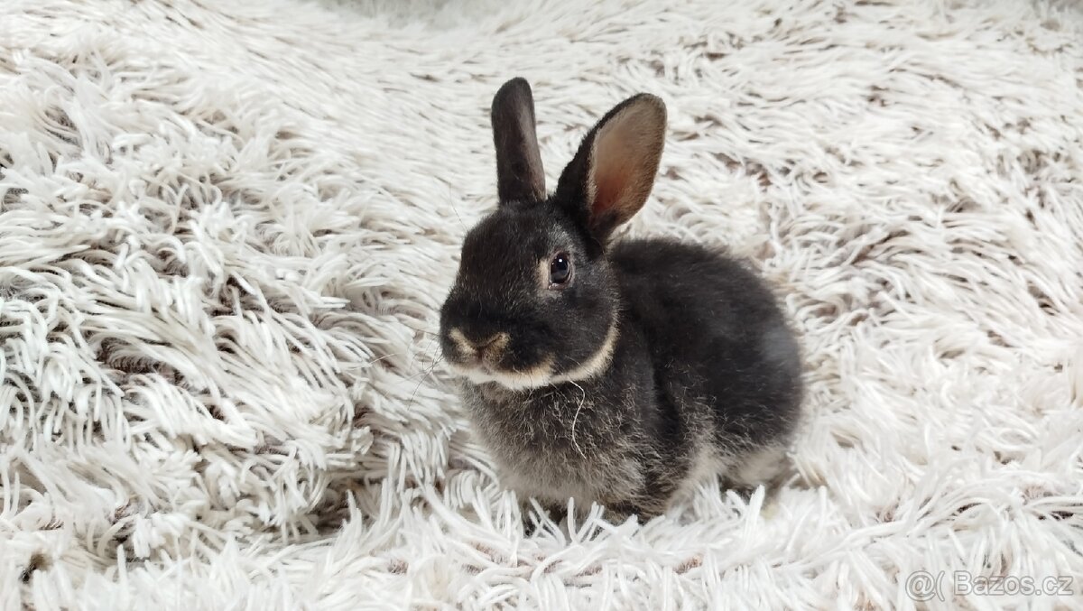 Zakrslý králík, králíček- (REX) DAISY - 9