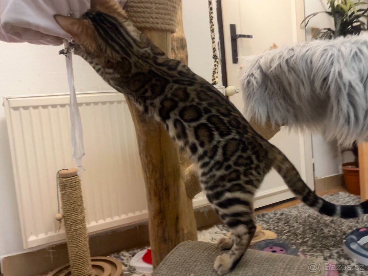 Bengálská kočka - 9