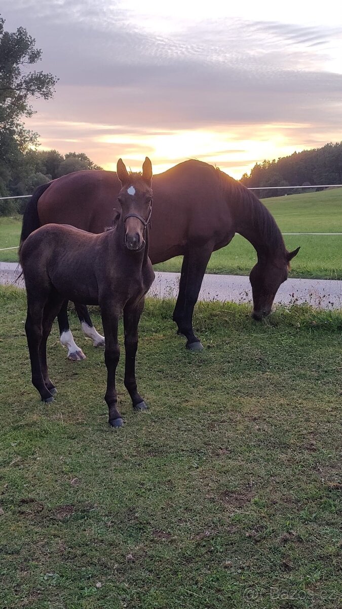 Letošní hřebeček po Li-Quite - 9
