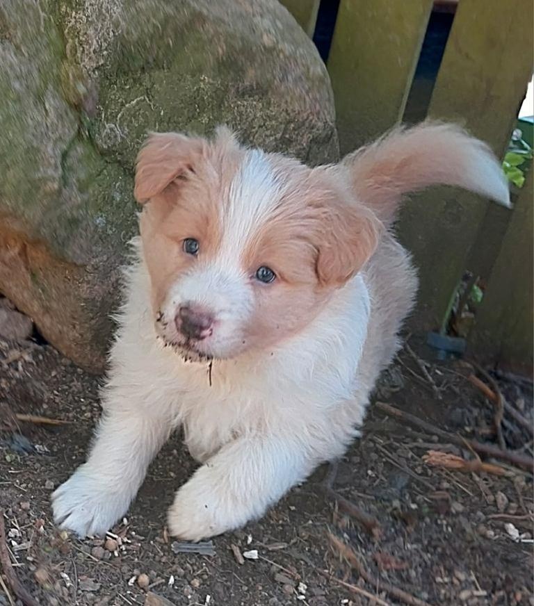 border kolie ee - red - 9