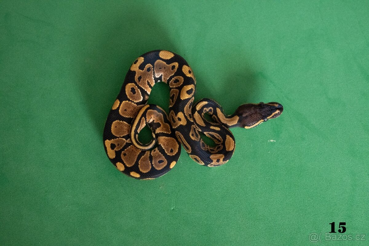 Krajta královská/python regius - 9