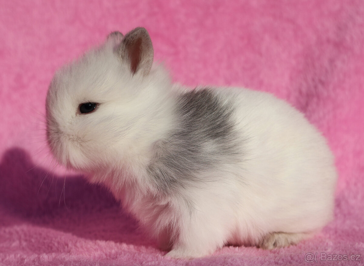 Zakrslý krátkouchý králíček lvíček . - 9