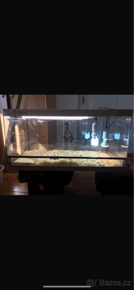 Želva suchozemská - zelenavá, vroubená - 9