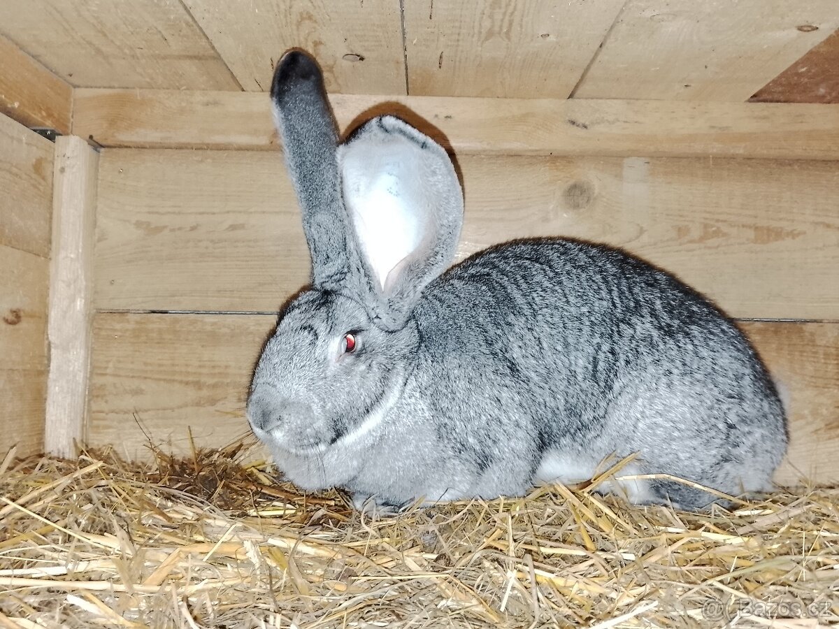 Belgický obr čin - 9