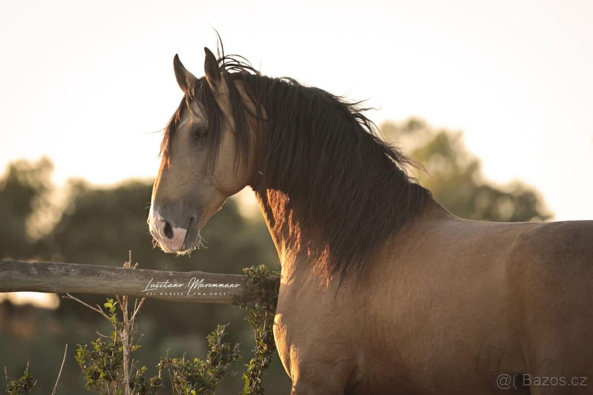 Exkluzivní Lusitano kobylka na sport, do chovu, do rodiny - 9
