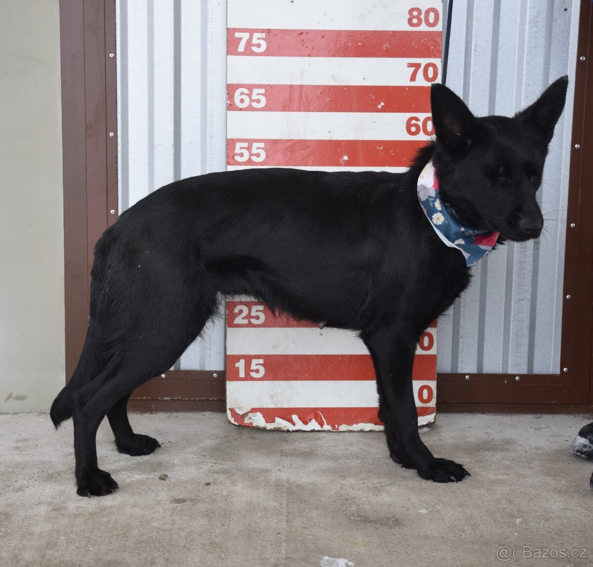 Serena hledá domov - 9