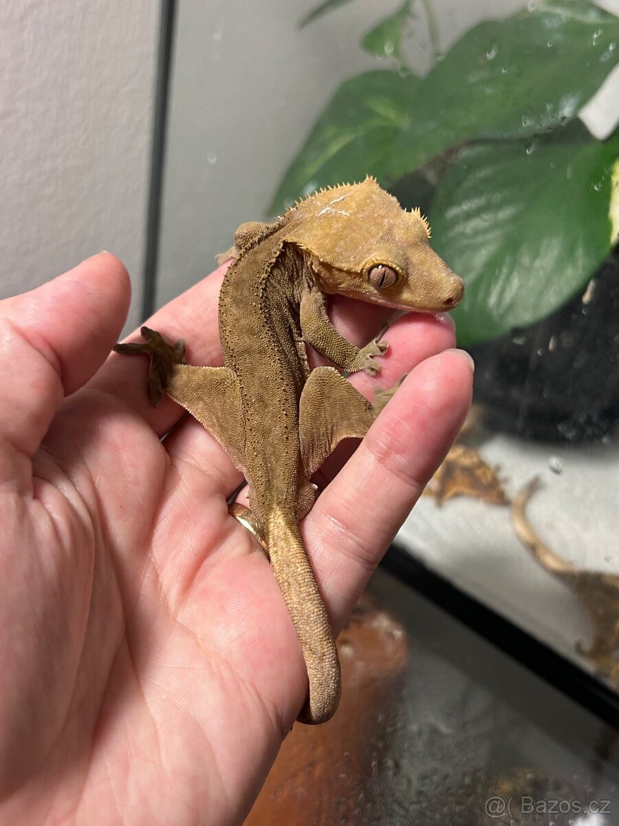 Pagekon řasnatý - 9