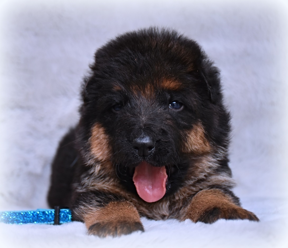 Německý Ovčák - štěňata - 9