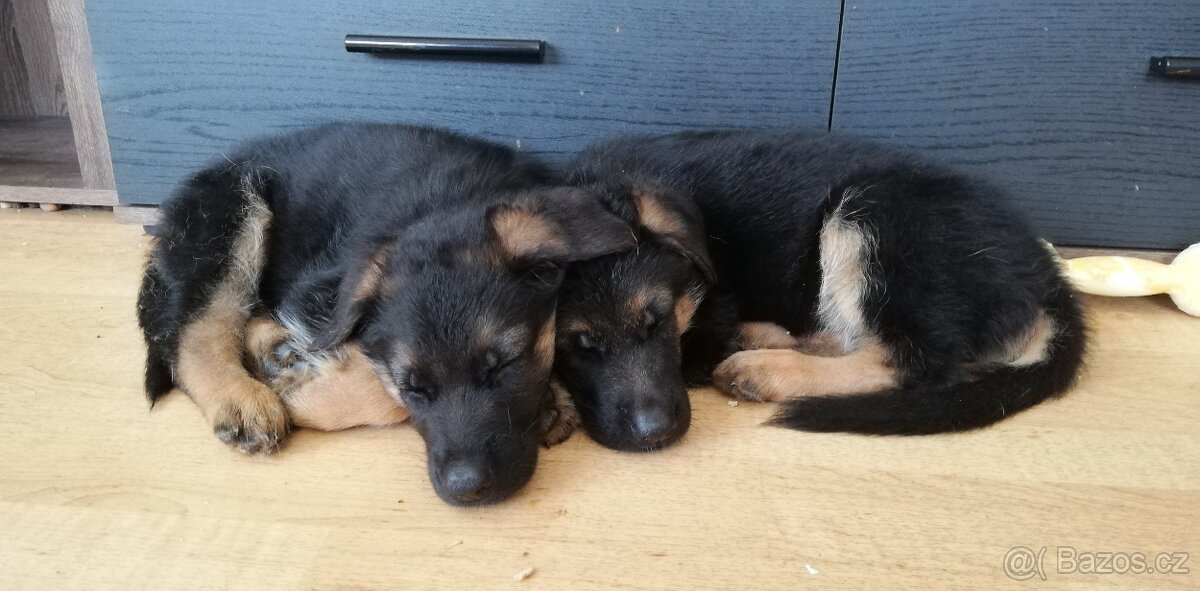 Nemecky ovčák typu Rex(štěňata) - 9