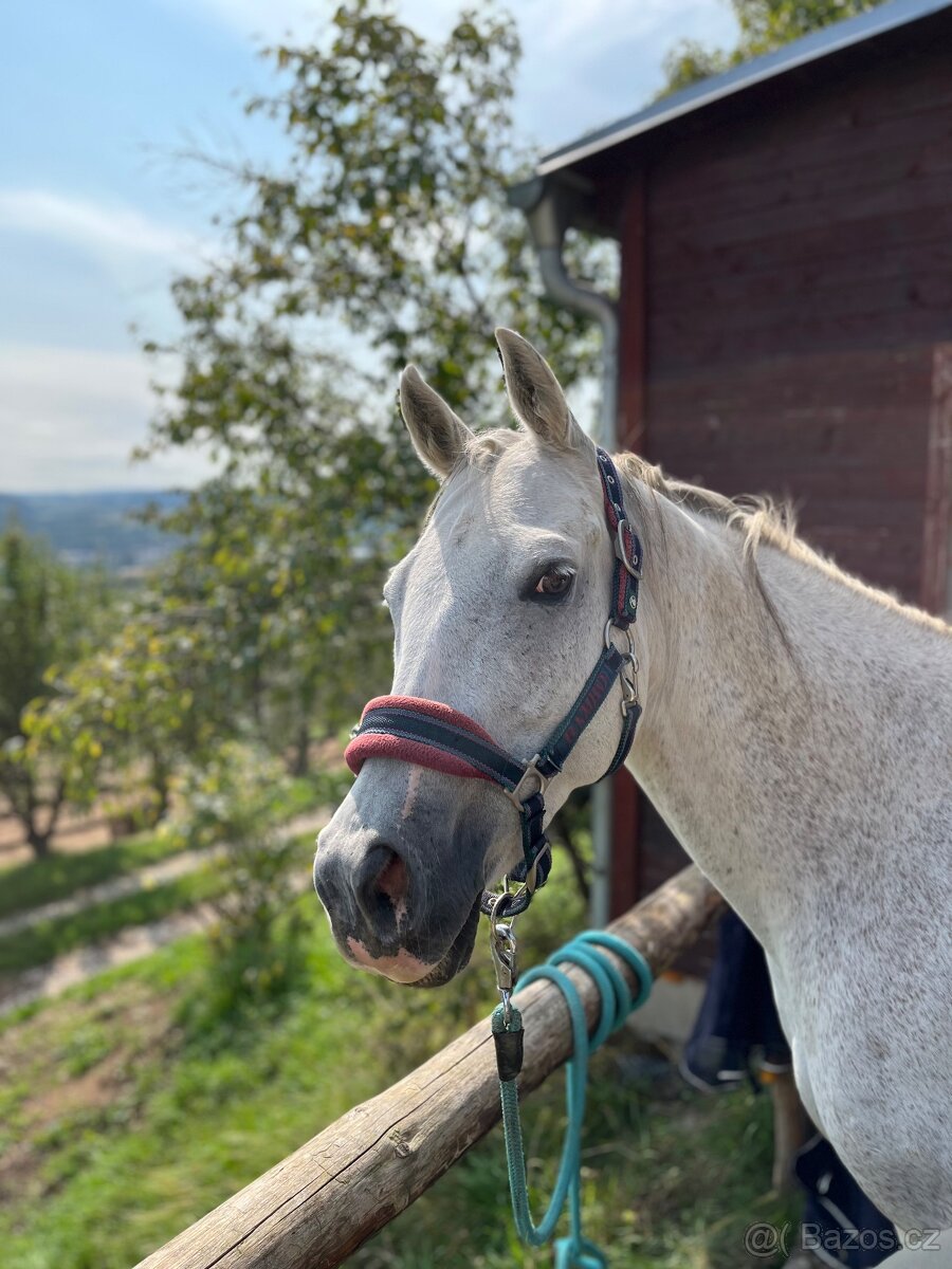 Prodám valacha qh - 9