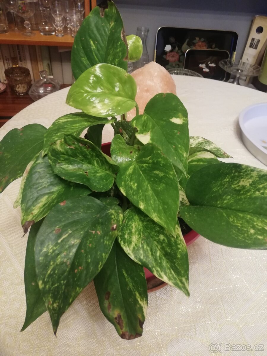 Tlustice symbol bohatství - 9