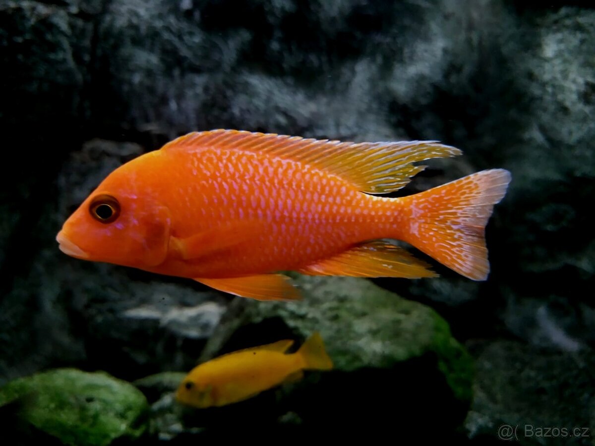 Tlamovci Malawi 18 - 9