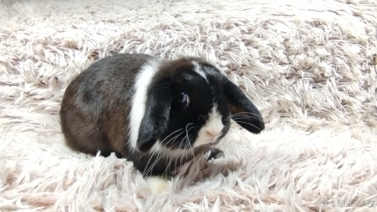 Zakrslý beránek, králíček, králík - 9