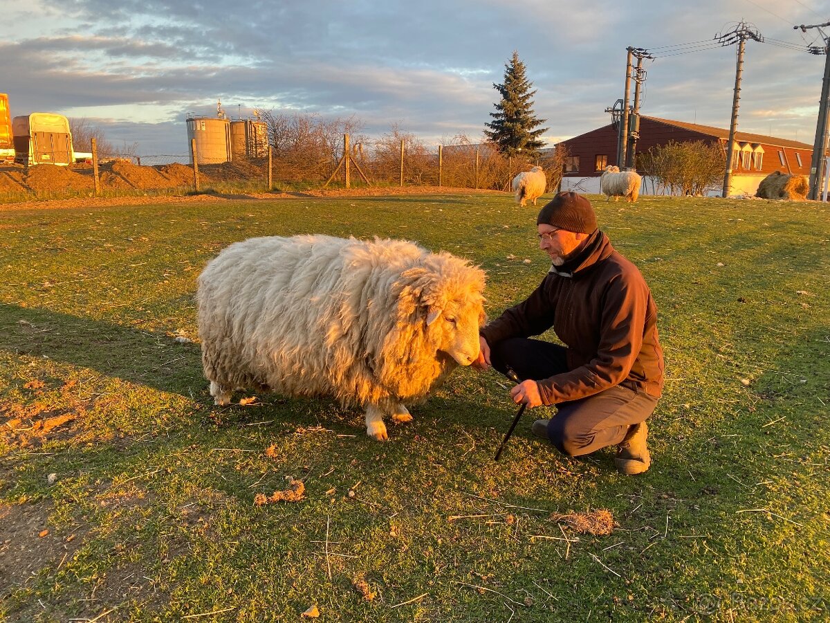 Romney Marsch Kent - 9