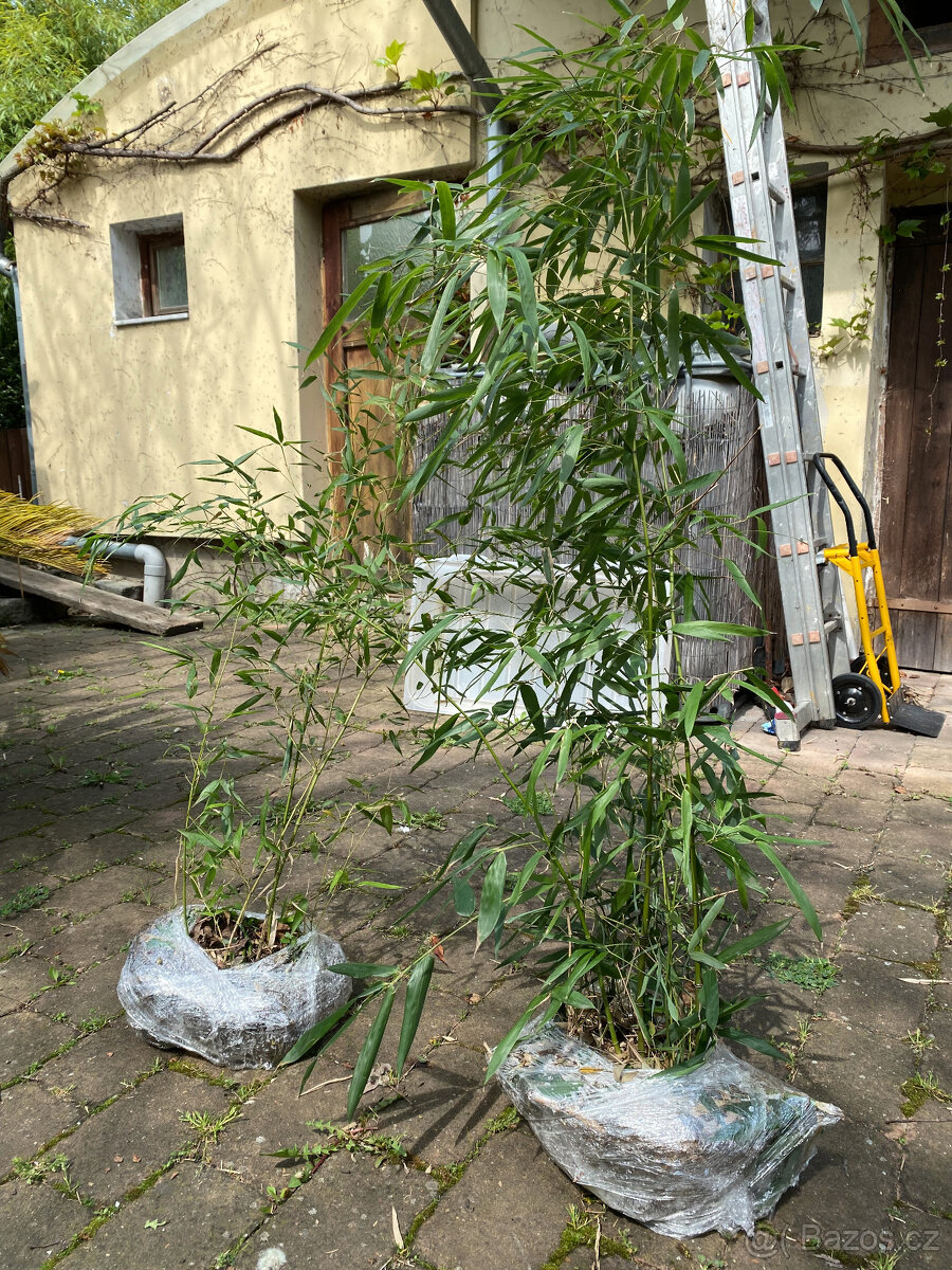 bambusy - podzimní výsadba - 9