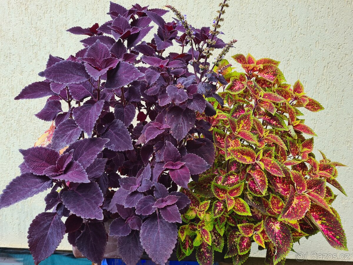 Africké okrasné kopřivy - SEMENA - Coleus - 9