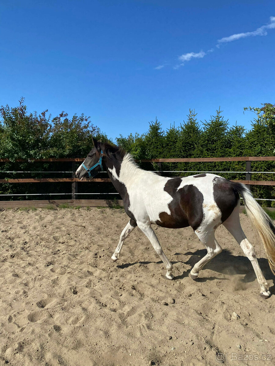 Nabízím k prodeji klisnu BAROCK PINTO - 9