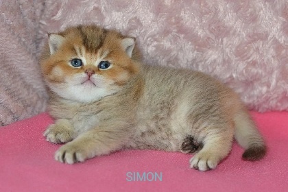 Britská koťátka s PP - 9