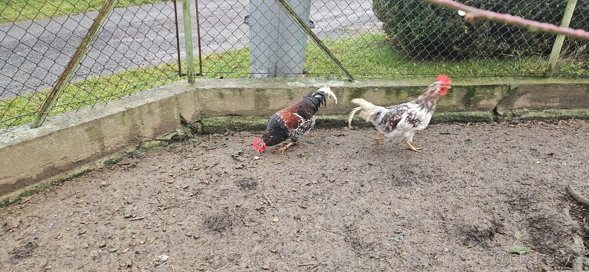 Kohouti (švédská květina) - 9