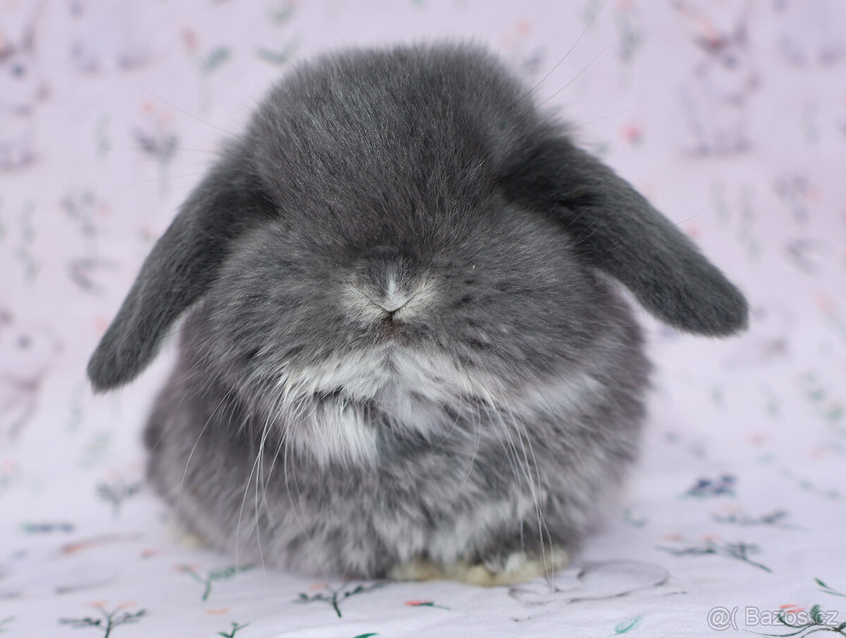 NHD beránek samička - 9