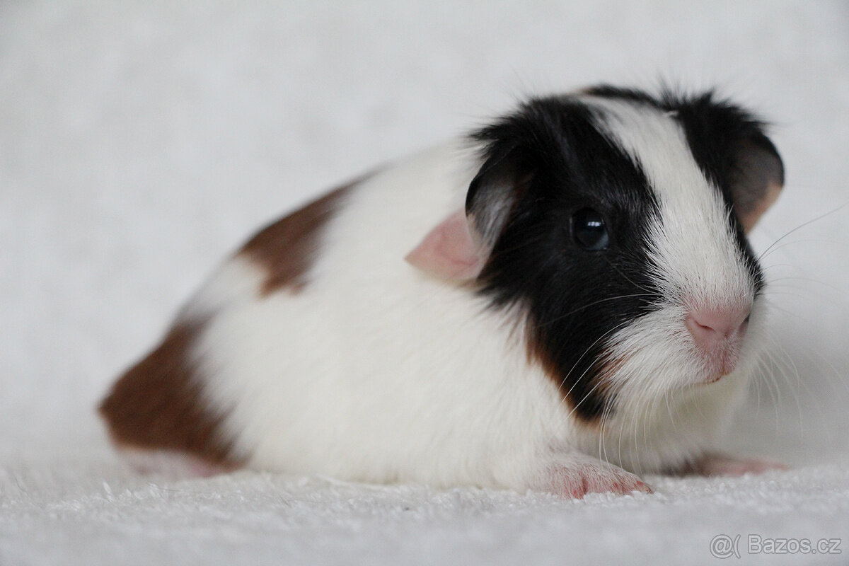 Morče, morčátko, morčata s PP - krátkosrstá - 9