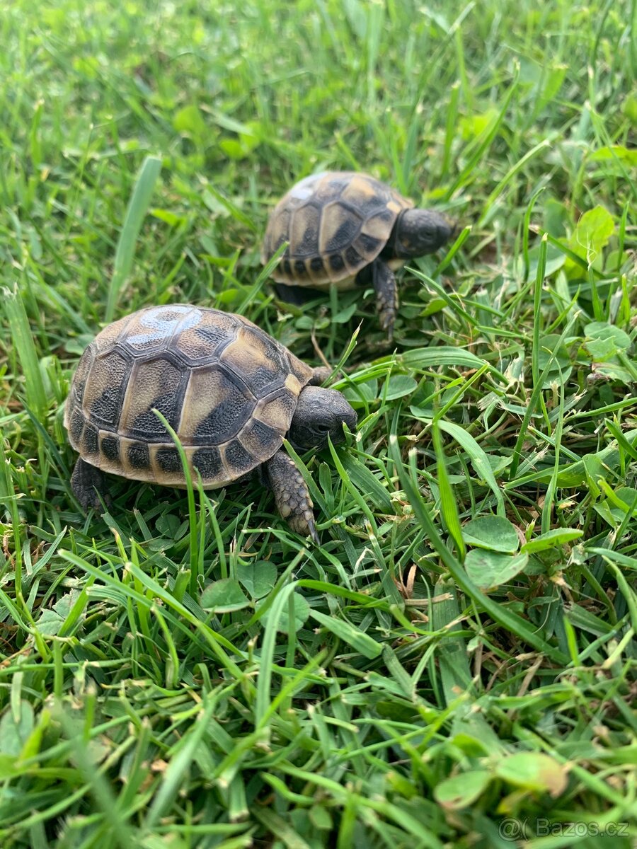 Želva suchozemská - zelenavá, stepní, vroubená, žlutohnědá - 9