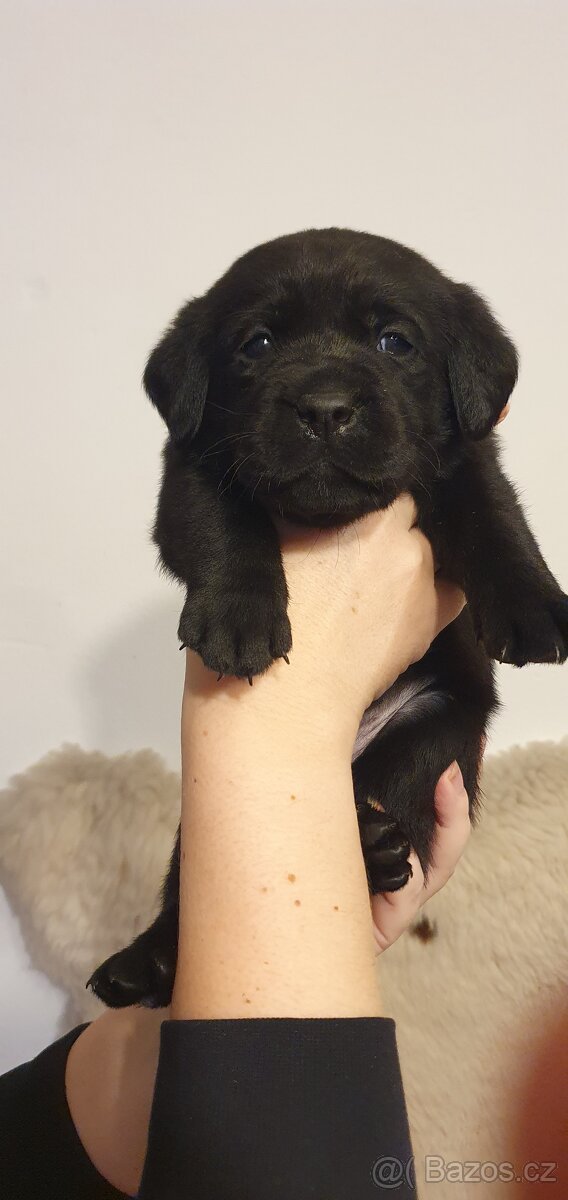 Labrador - černá a smetanová štěňátka - 9