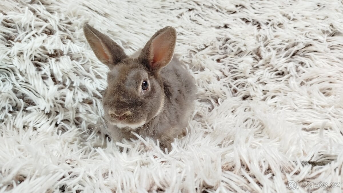 Zakrslý beránek,králíček,králík -(REX)-DIANA - 9