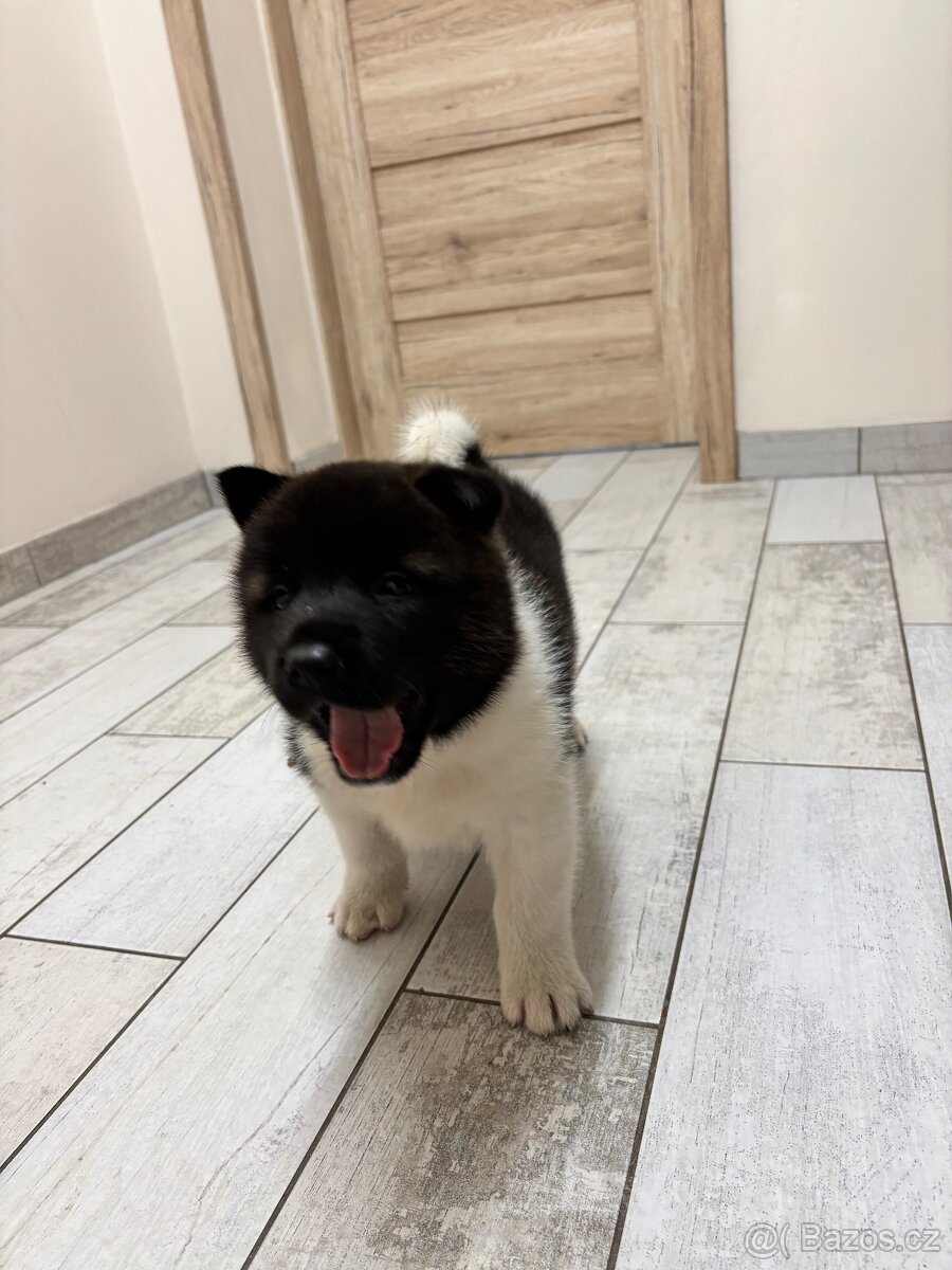 Americká akita - štěňata - 9