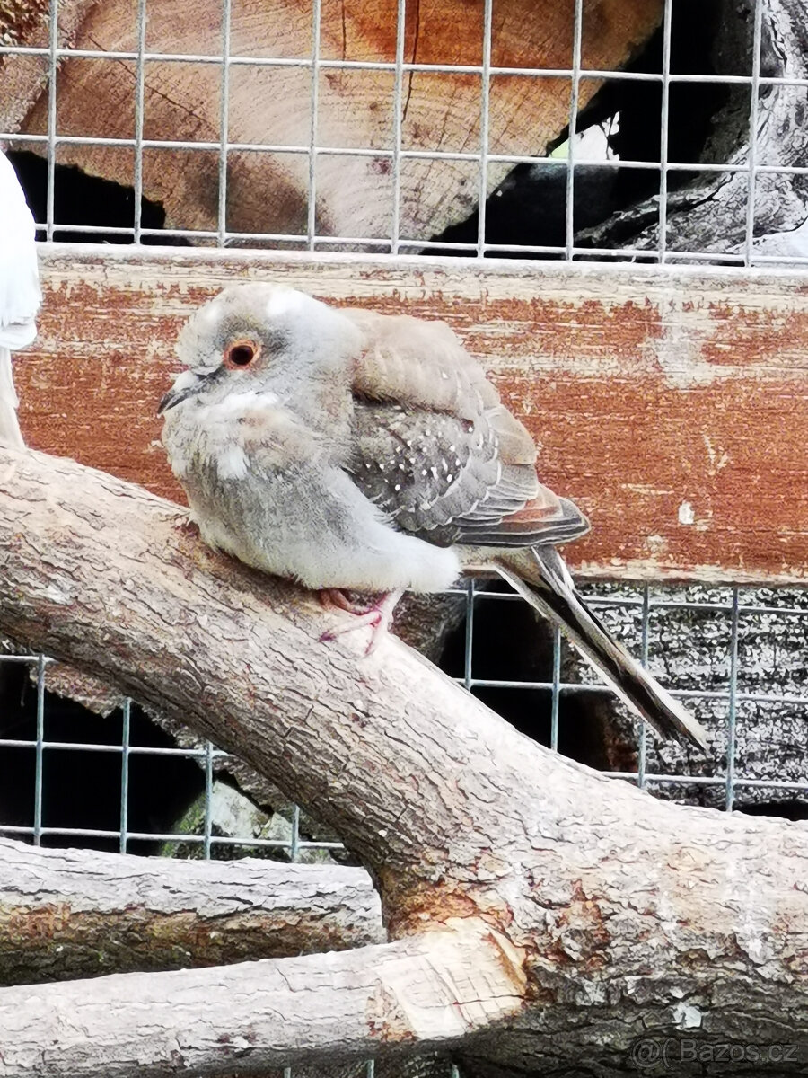 Holoubek diamantový straky 2025 - 9