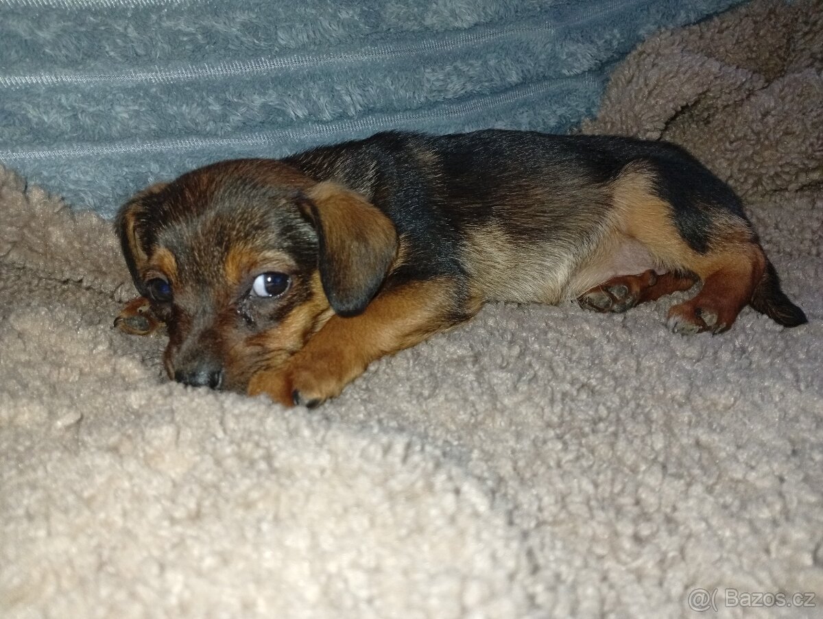 Štěňátka - 9