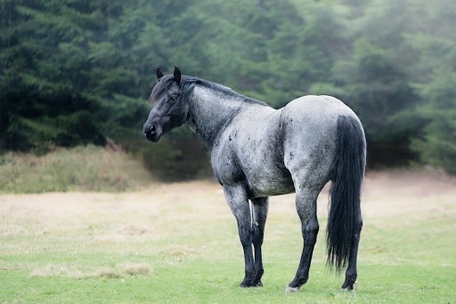 Roční klisna QH barvy Bay Roan - 9