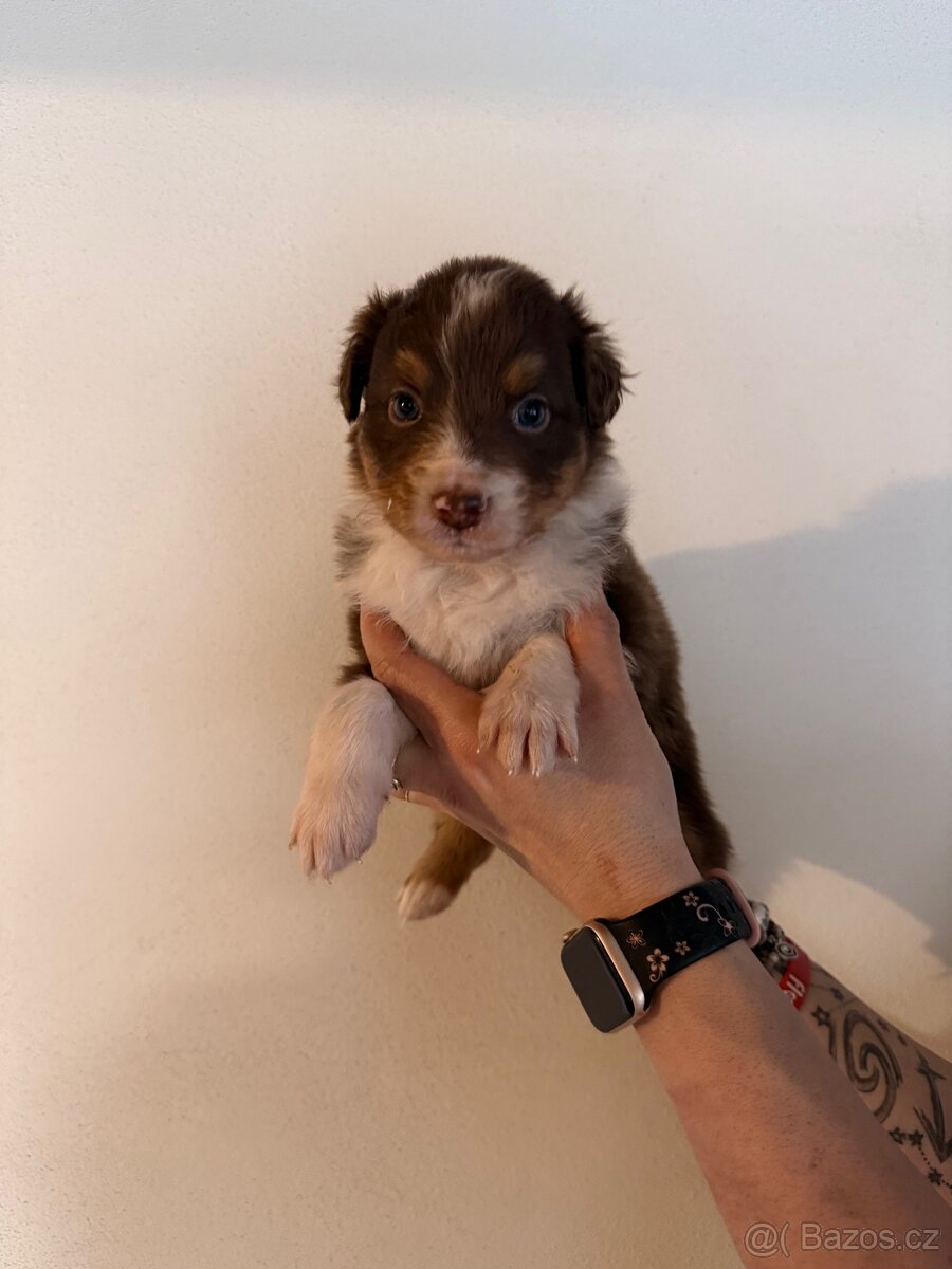 Australský ovčák štěňátka - 9