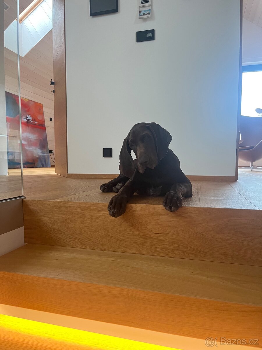 Německý ohař krátkosrstý hnědý - 9