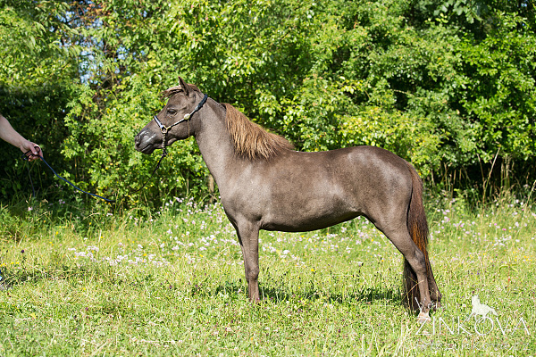 Americký miniaturní kůň , AMHA -minihorse - 9