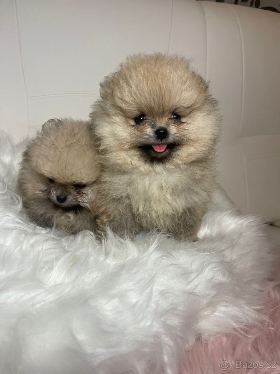 Pomeranian s PP FCI - nádherná štěňátka - 9