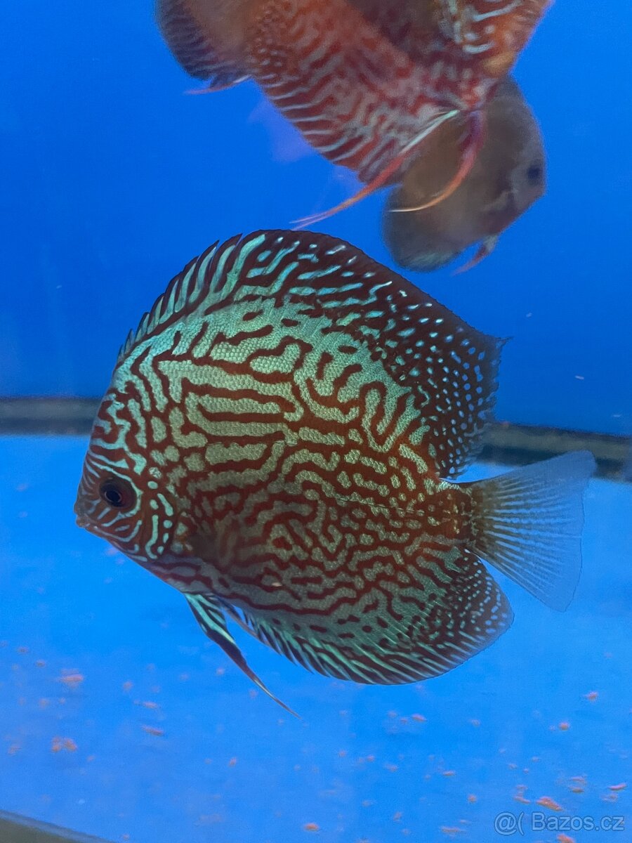 Terčovec- diskus - 9