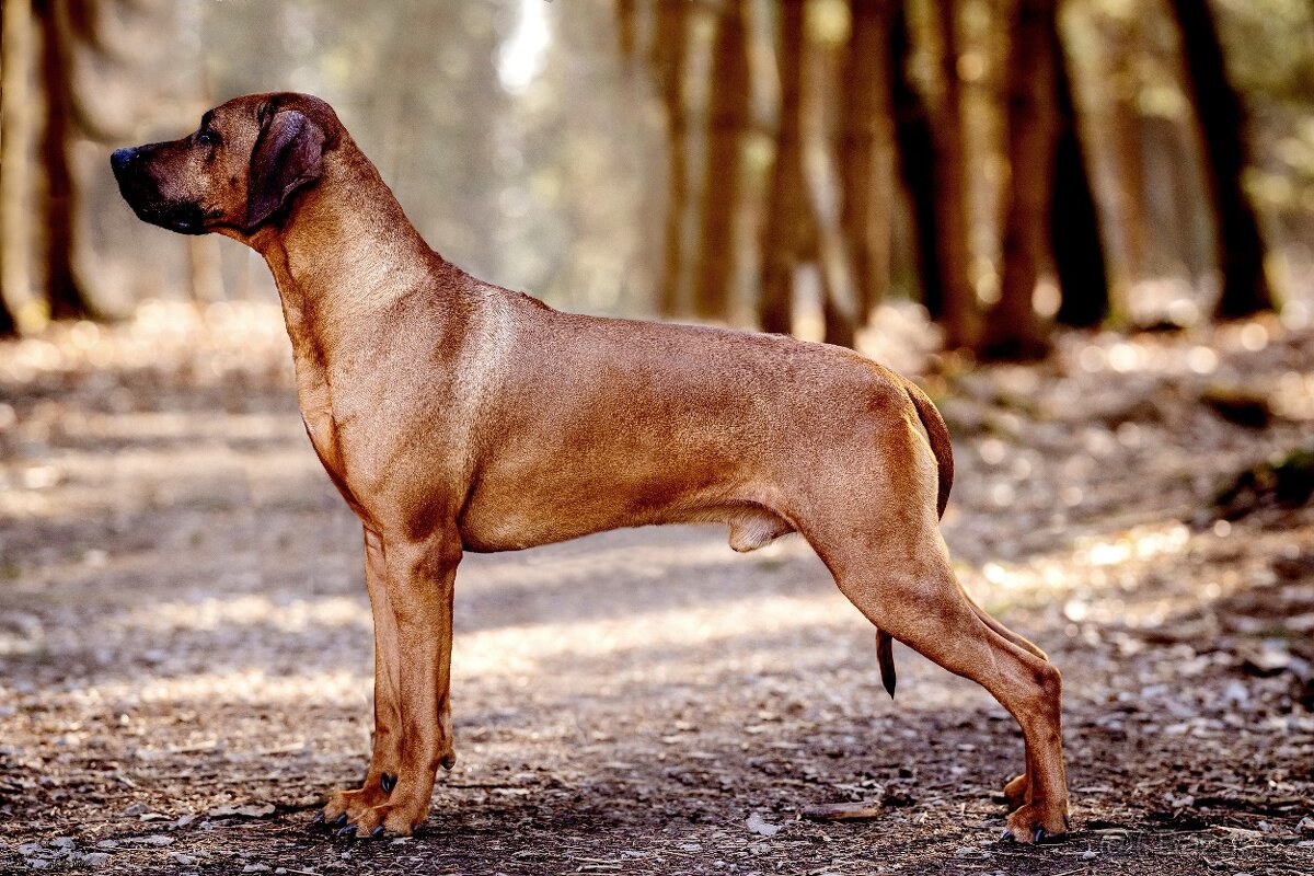 Rhodézský ridgeback s PP -krytí - 9