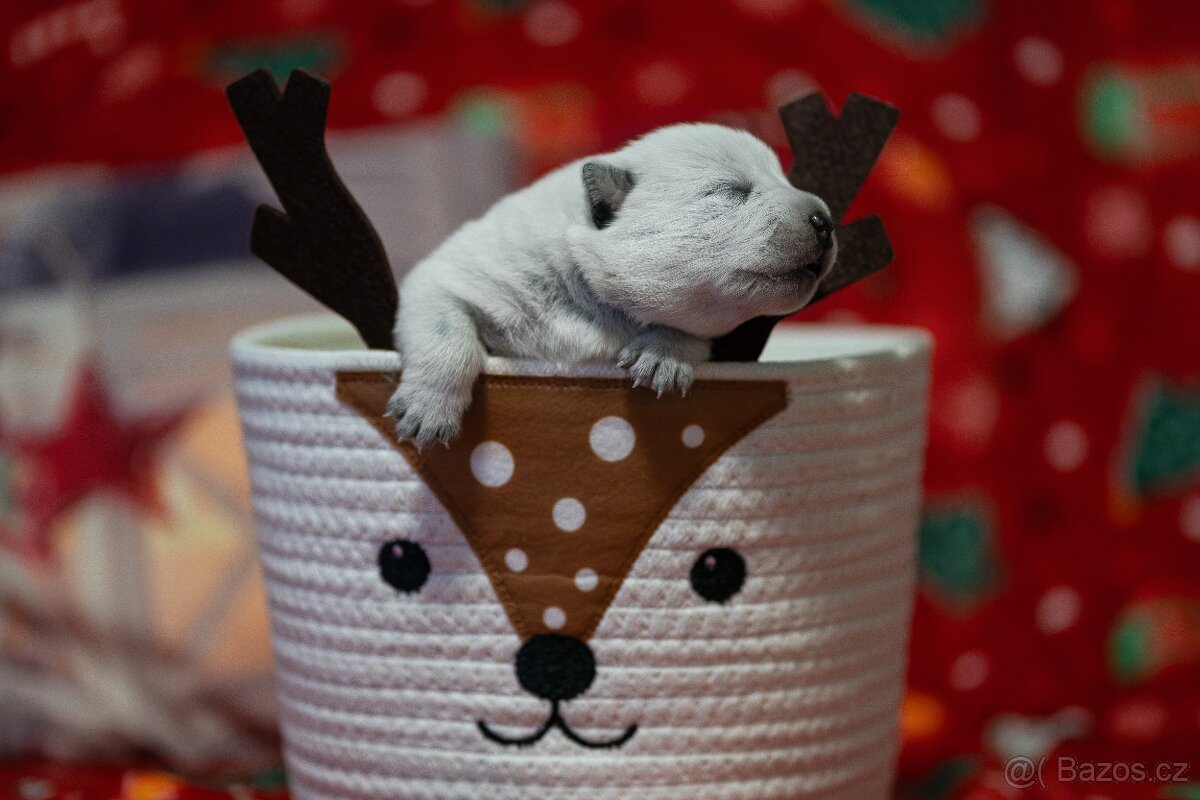 Australský honácký pes s PP - 9