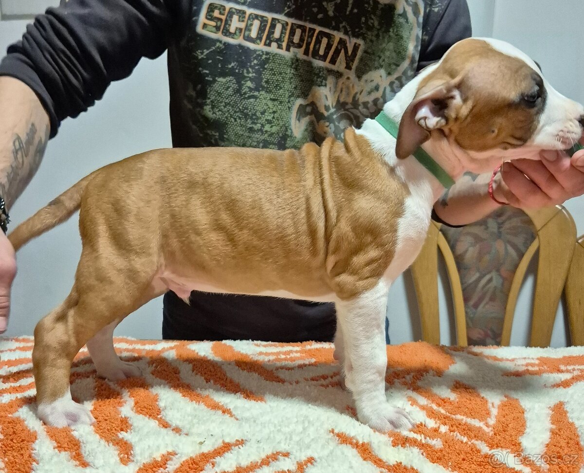 Americký stafordšírský teriér - 9