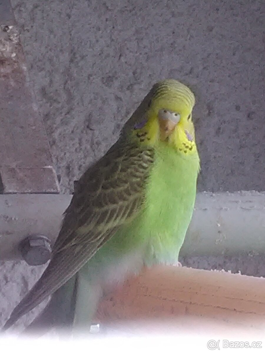 ANDULKA VLNKOVANÁ - 9